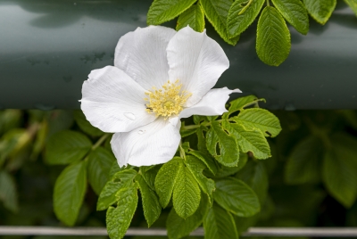 White Wild Rose Maine Aug 2021